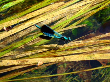 damselfly