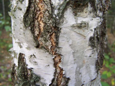 Silver birch