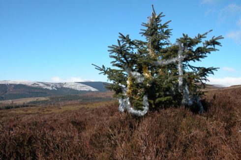 Norway spruce