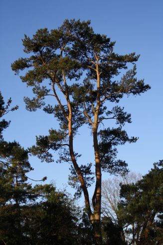 Scots pine