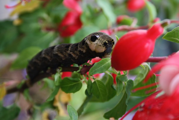 Elephant hawk-moth caterpillar