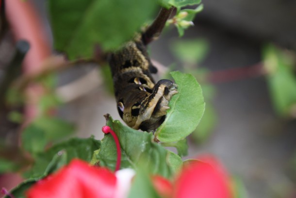 Elephant hawk-moth caterpillar