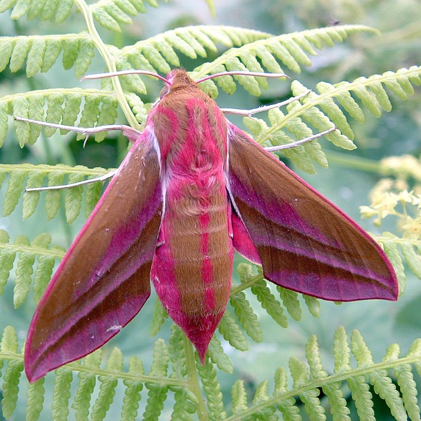 rachellucieelephanthawkmoth
